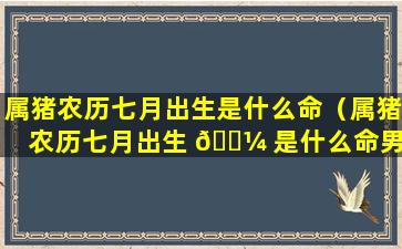 属猪农历七月出生是什么命（属猪农历七月出生 🐼 是什么命男 🐠 ）